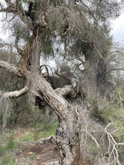 Melaleuca lanceolata