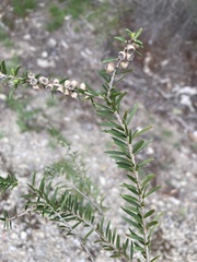 Melaleuca lanceolata