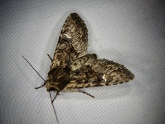Nyctycia strigidisca