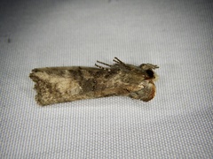 Epipsestis nikkoensis