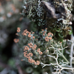 Cladonia ramulosa
