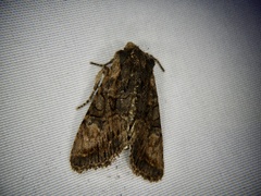 Nyctycia strigidisca