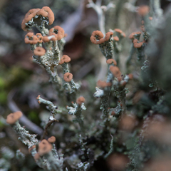 Cladonia ramulosa