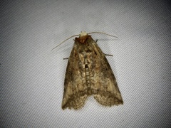 Epipsestis nikkoensis