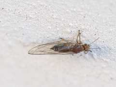 Triozidae