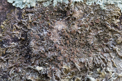 Xanthoparmelia pulla