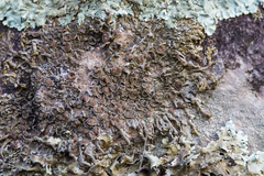 Xanthoparmelia pulla