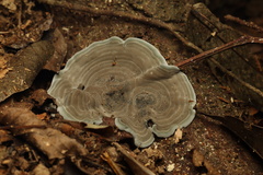 Amauroderma