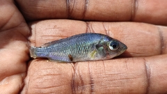 Cichlidae