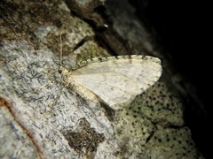 Epirrita viridipurpurescens