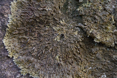 Xanthoparmelia loxodes