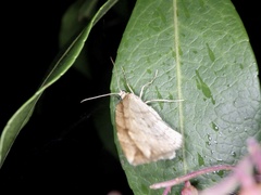 Nothoporinia mediolineata