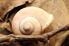 Cyclophorus punctatus