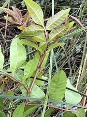 Schinus terebinthifolia