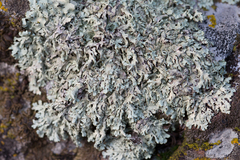 Xanthoparmelia stenophylla