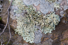 Xanthoparmelia stenophylla