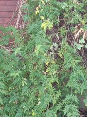 Jasminum officinale