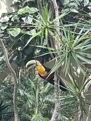 Ramphastos dicolorus