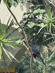 Ramphastos dicolorus