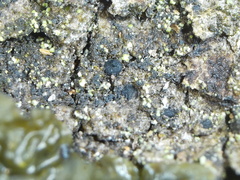 Dothideomycetes