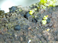 Dothideomycetes