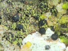 Dothideomycetes