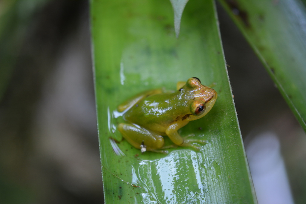 La Hondura Robber Frog