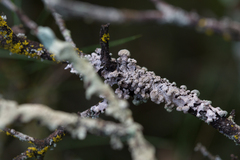 Hypogymnia tubulosa