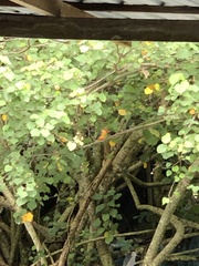 Pelargopsis capensis