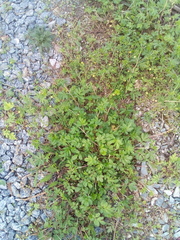 Potentilla tobolensis