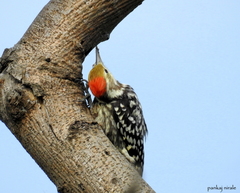 Leiopicus mahrattensis