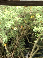 Pelargopsis capensis