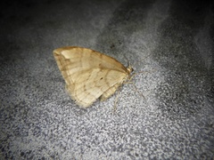 Nothoporinia mediolineata