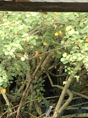 Pelargopsis capensis