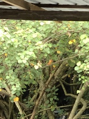 Pelargopsis capensis