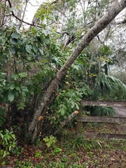 Zanthoxylum clava-herculis