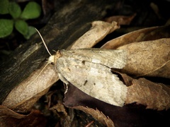 Epipsestis nikkoensis