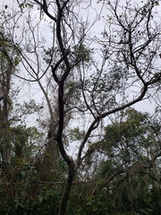 Zanthoxylum clava-herculis