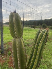 Cereus jamacaru