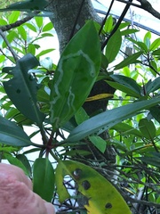 Rhizophora apiculata