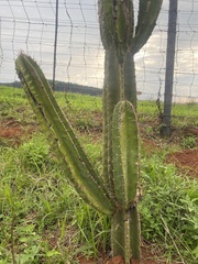 Cereus jamacaru