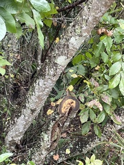 Zanthoxylum clava-herculis