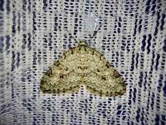 Epirrita viridipurpurescens