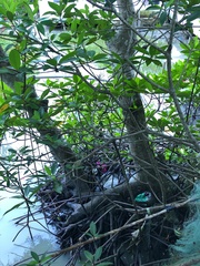 Rhizophora apiculata