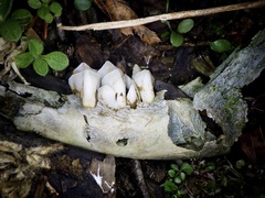 Cervus nippon centralis