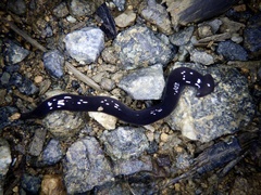 Bipalium fuscatum
