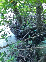 Rhizophora apiculata