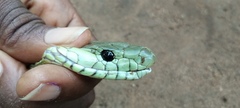 Dendroaspis jamesoni