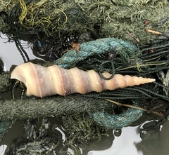 Turritella duplicata