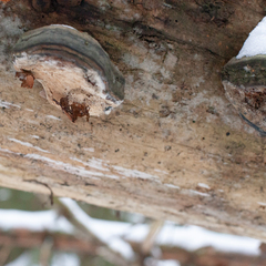 Pycnoporellus fulgens